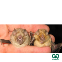 گونه خفاش بینی برگه ای ایرانی Persian Trident Bat